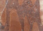 Polished Stromatolite (Jurusania) From Russia - Million Years #57558-1